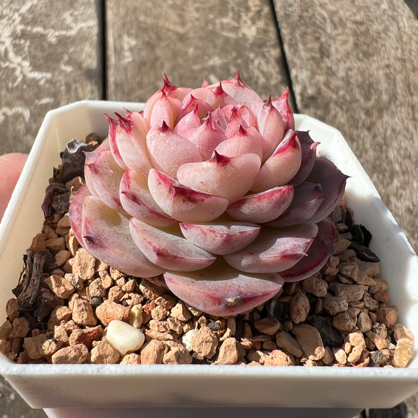 3007 Echeveria 'Blue Peacock'