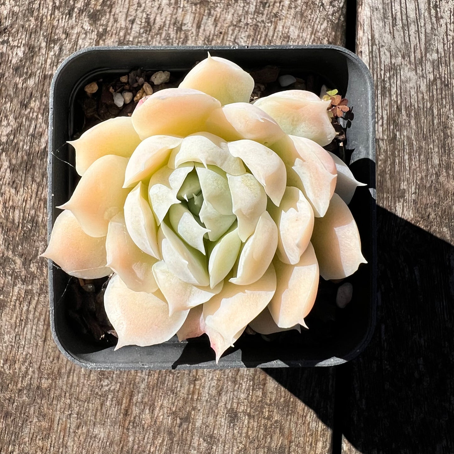 0608 Echeveria 'Ivory Flutter'