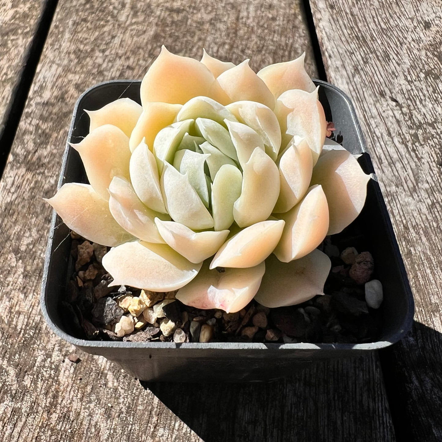 0608 Echeveria 'Ivory Flutter'