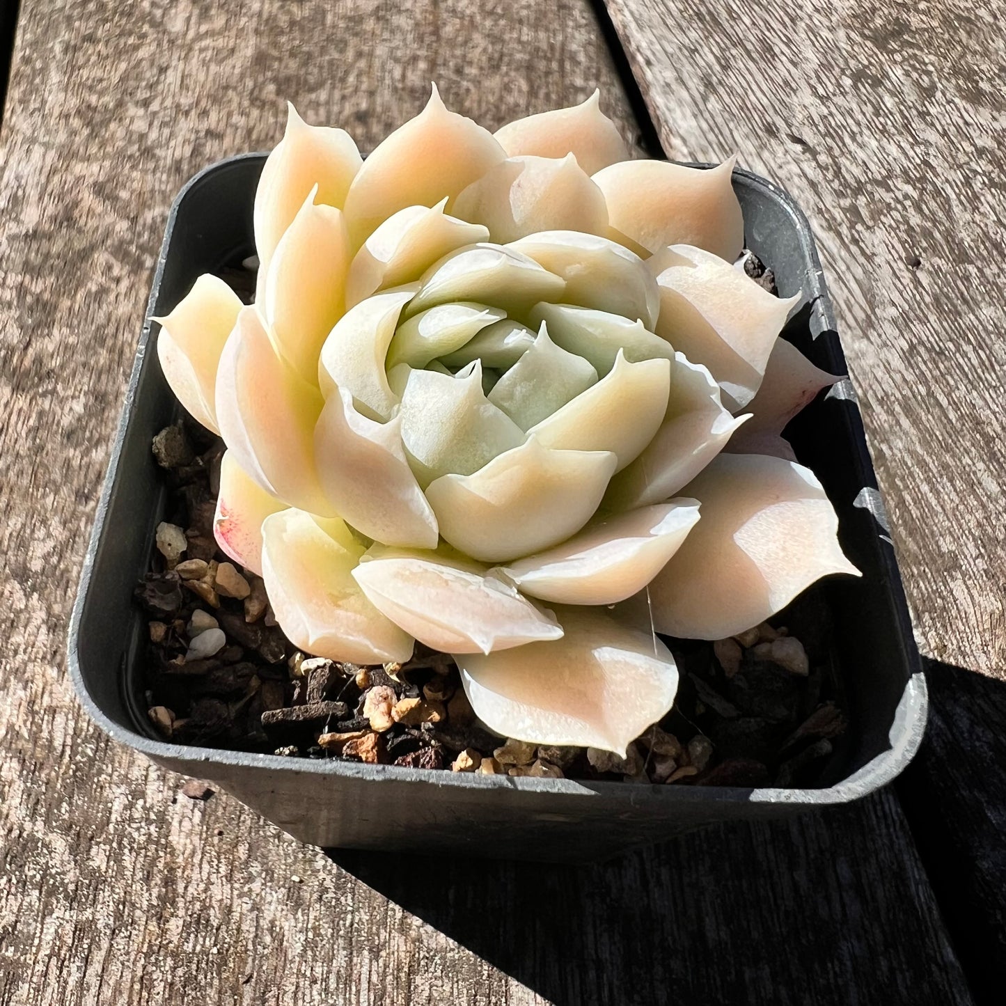 0608 Echeveria 'Ivory Flutter'