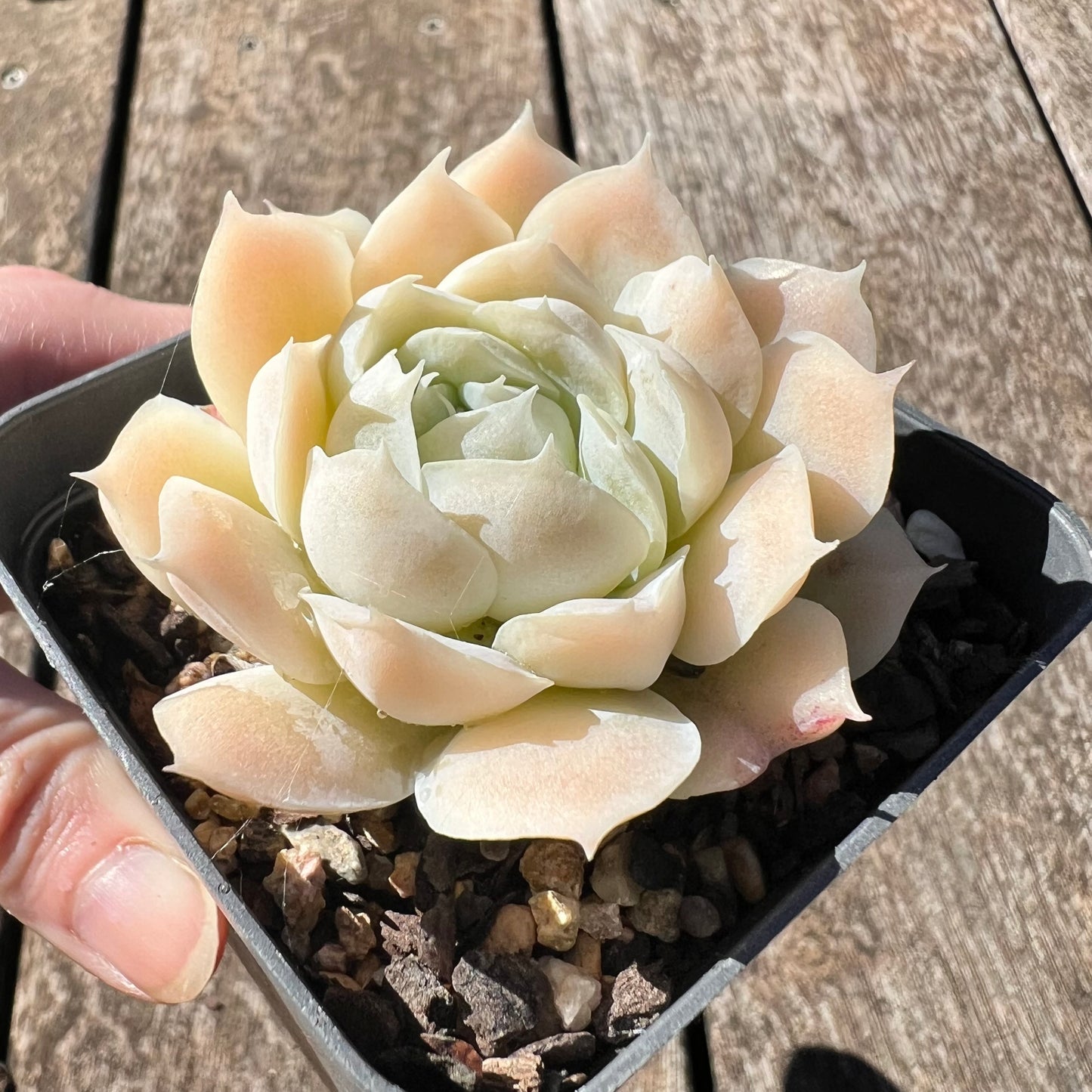 0608 Echeveria 'Ivory Flutter'