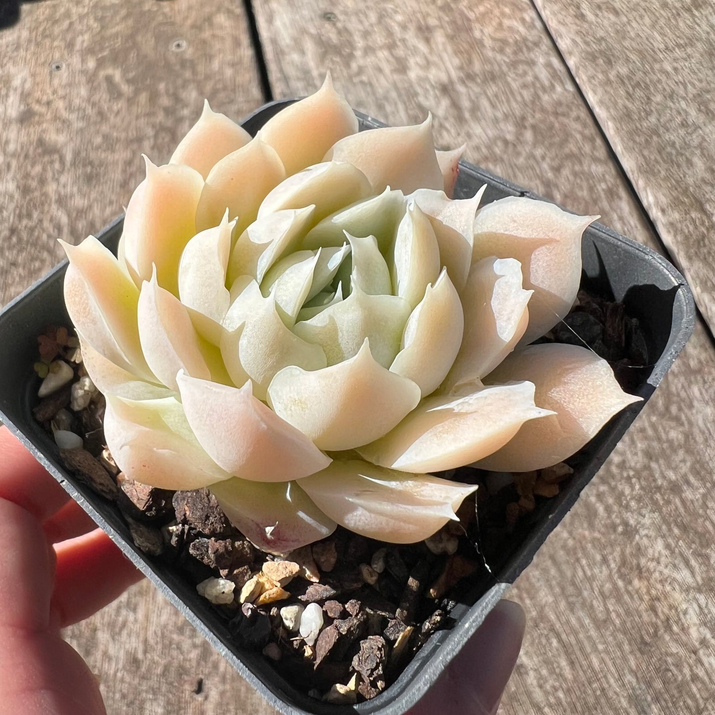 0608 Echeveria 'Ivory Flutter'