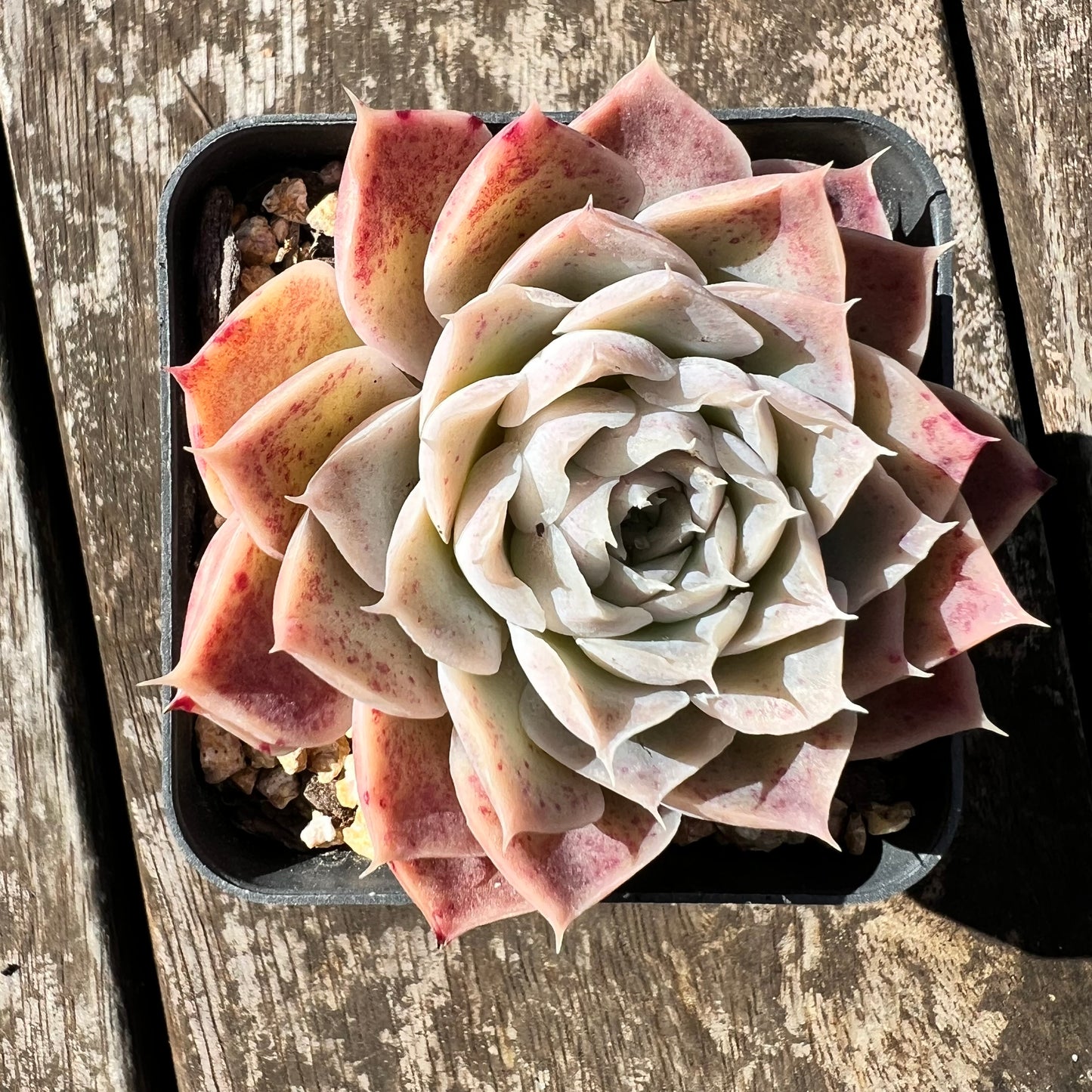 3007 Echeveria 'Jellyfish'