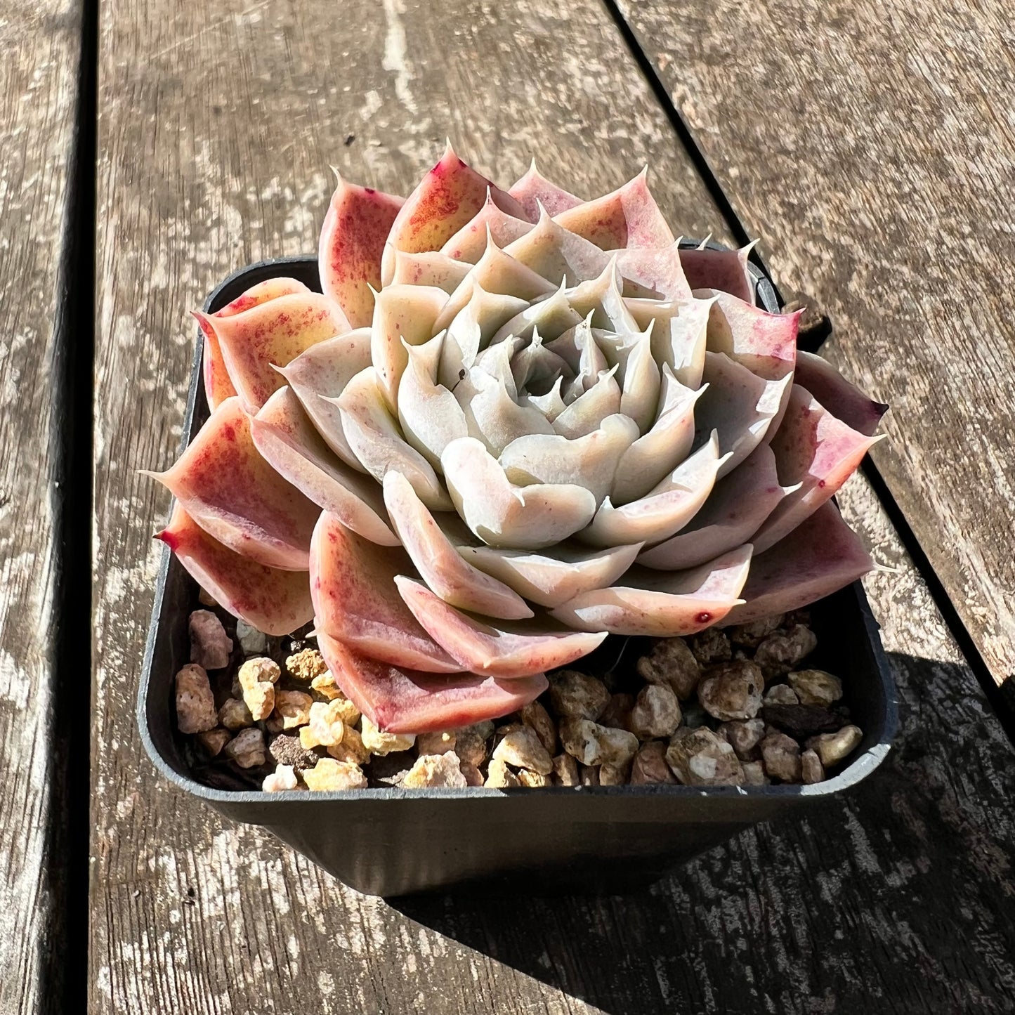 3007 Echeveria 'Jellyfish'