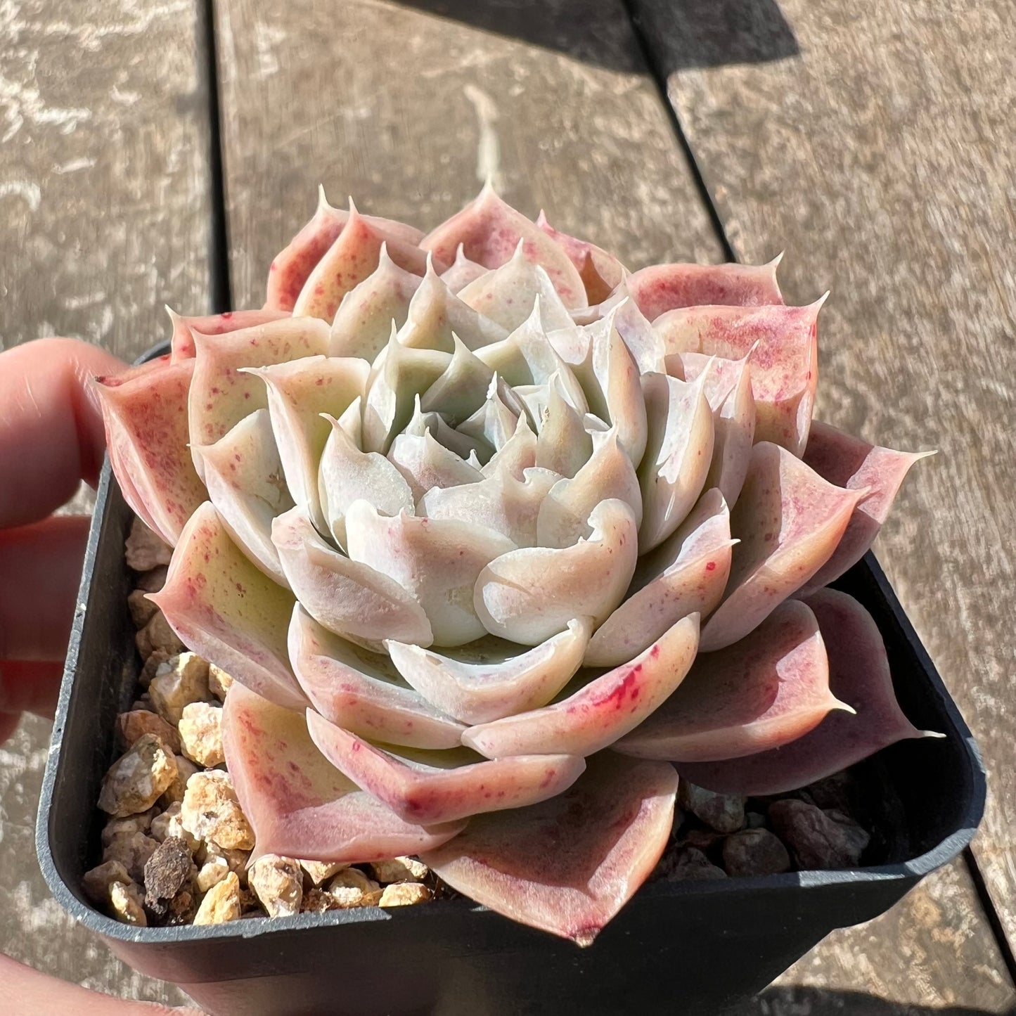 3007 Echeveria 'Jellyfish'