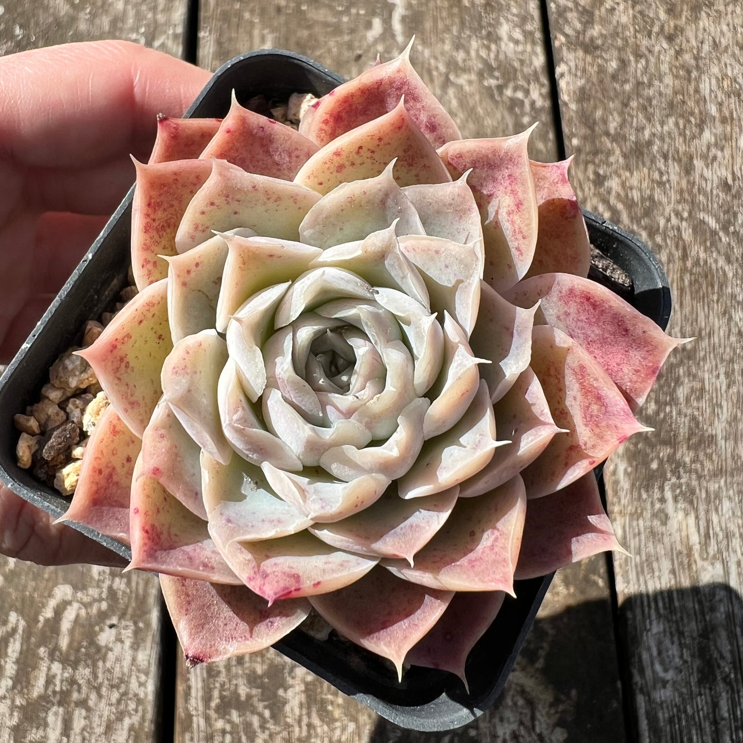 3007 Echeveria 'Jellyfish'