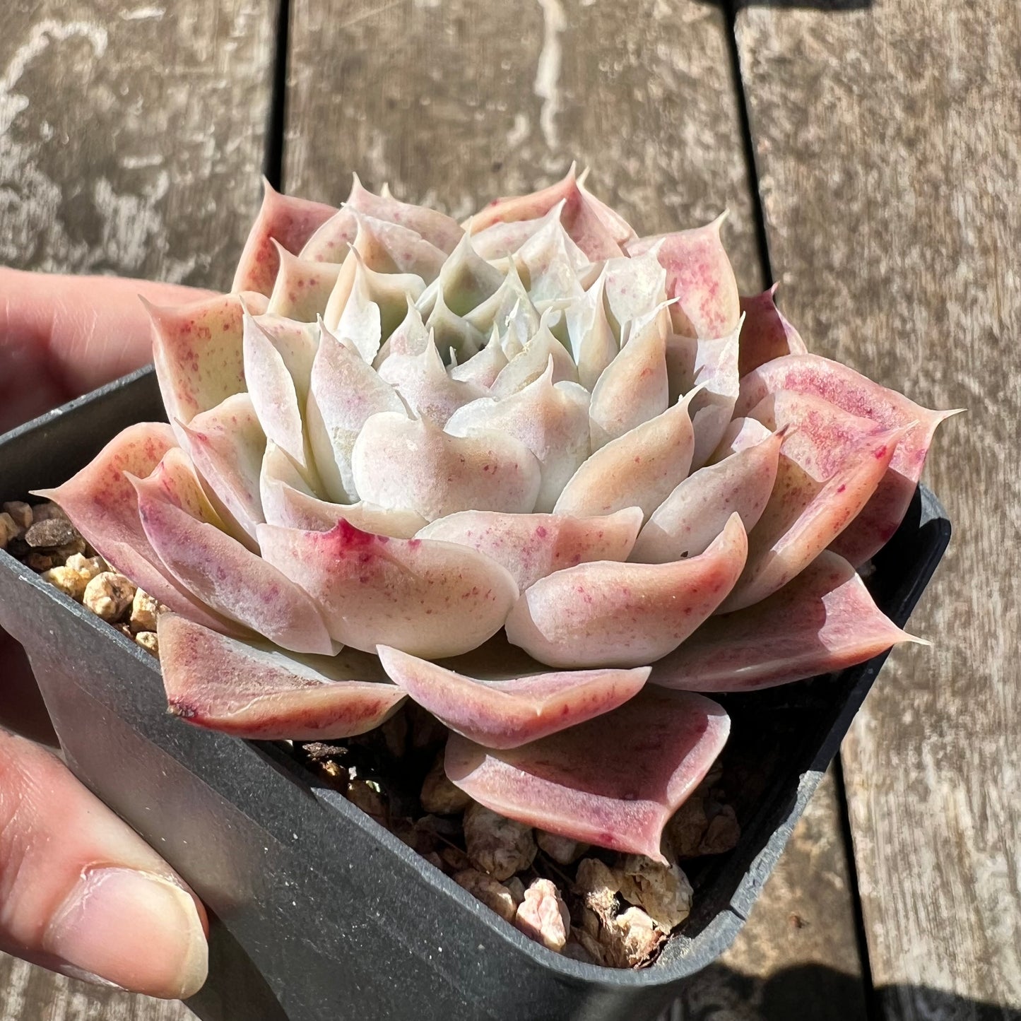 3007 Echeveria 'Jellyfish'