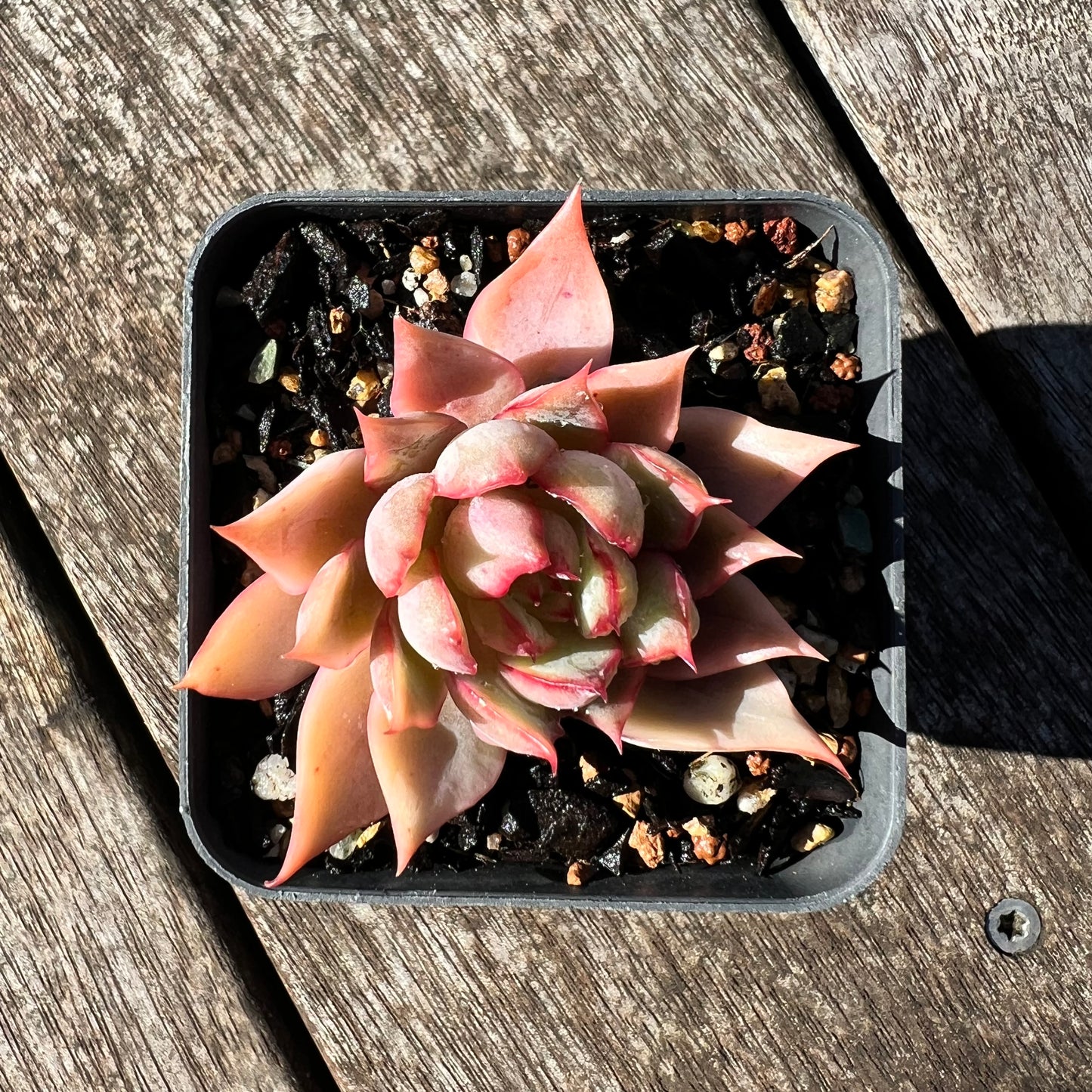 3007 Echeveria 'Lotus Lantern'