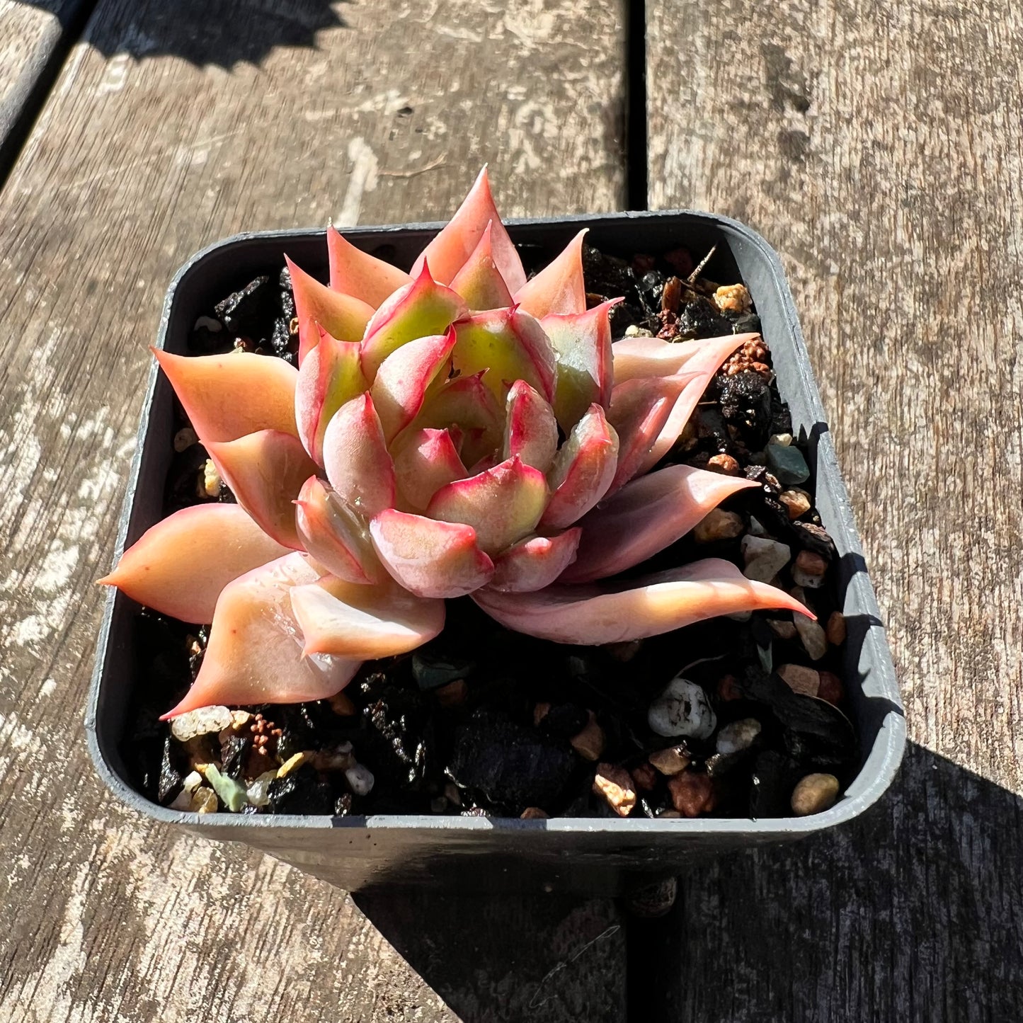 3007 Echeveria 'Lotus Lantern'