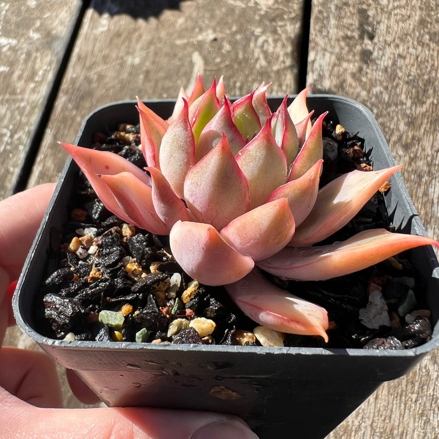 3007 Echeveria 'Lotus Lantern'