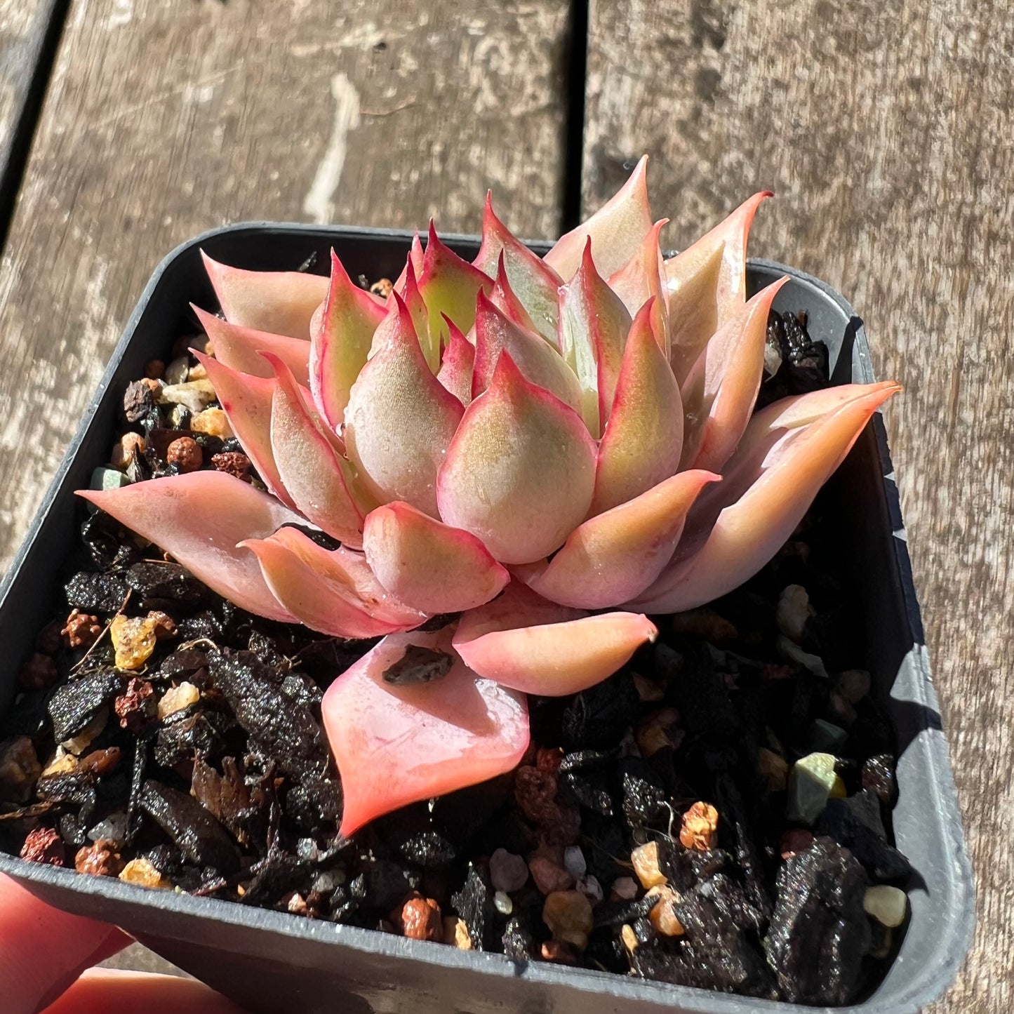 3007 Echeveria 'Lotus Lantern'