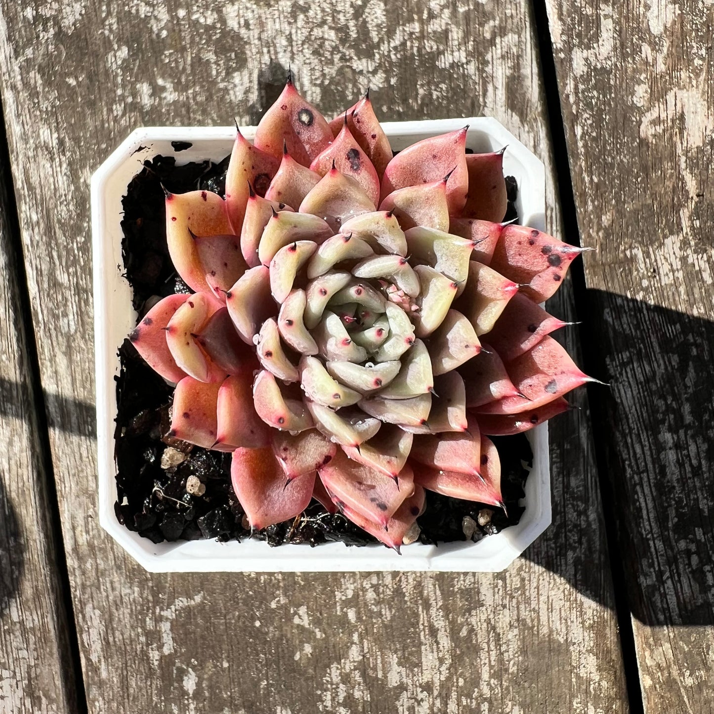 3007 Echeveria 'Thorny Rose'