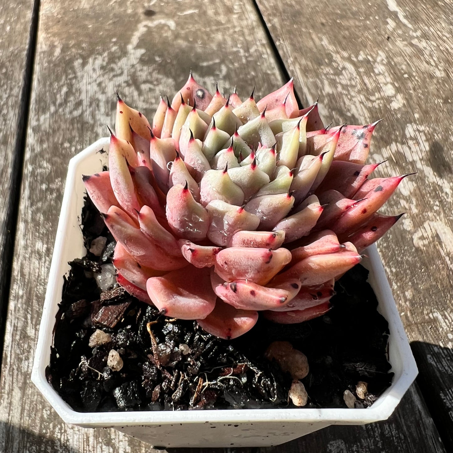 3007 Echeveria 'Thorny Rose'