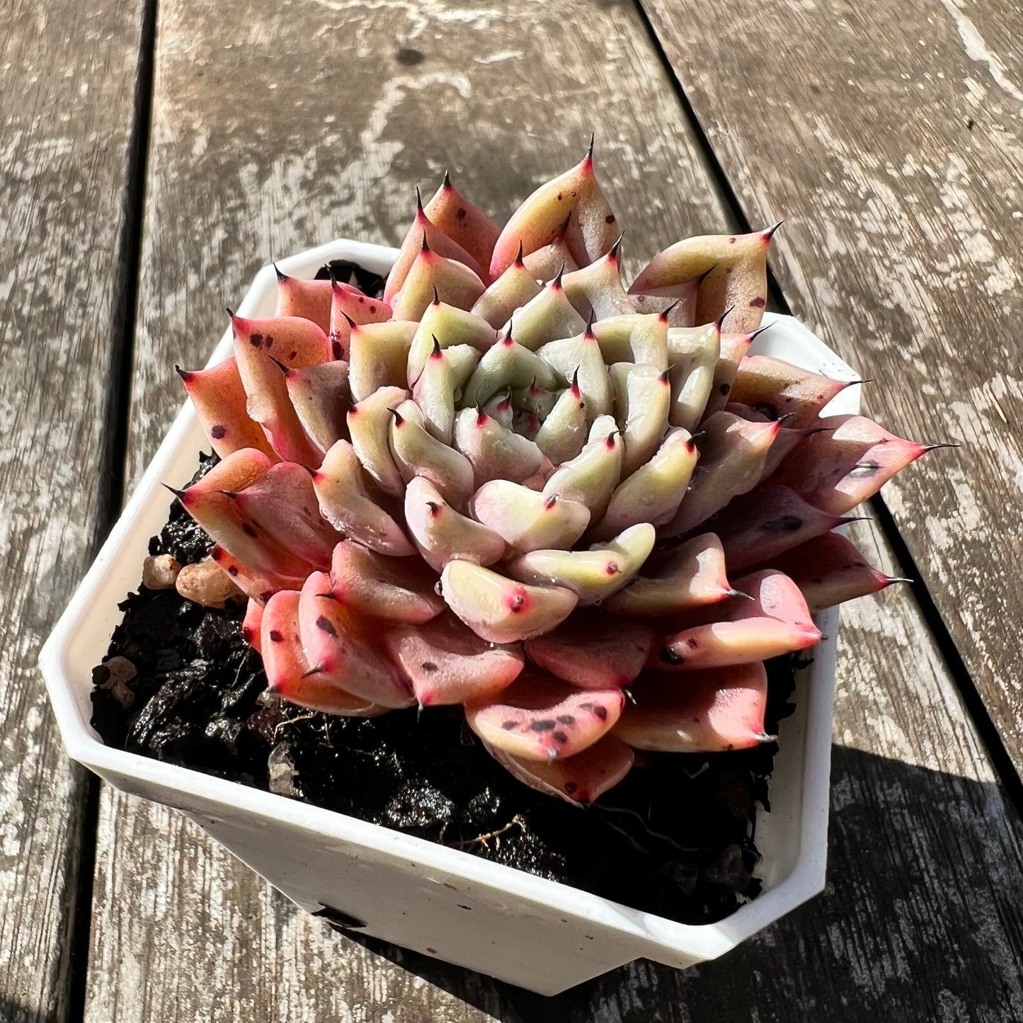 3007 Echeveria 'Thorny Rose'