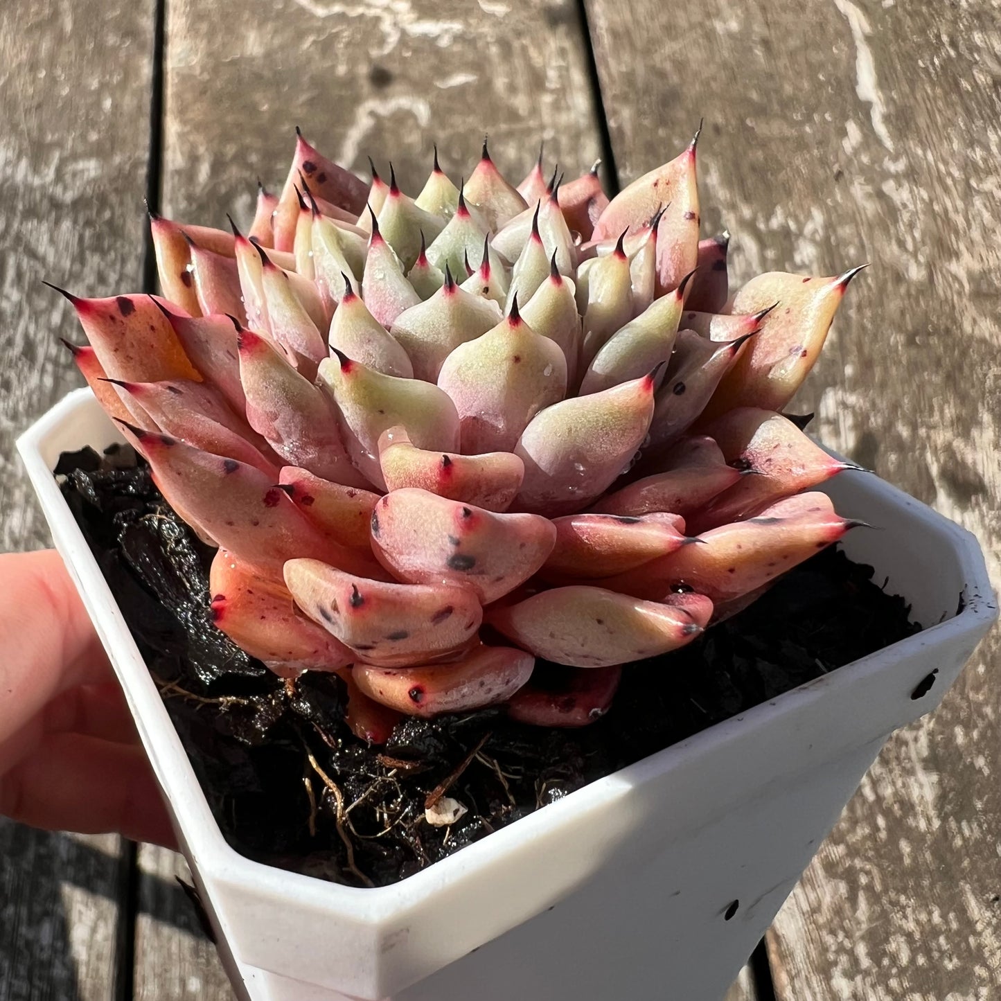 3007 Echeveria 'Thorny Rose'