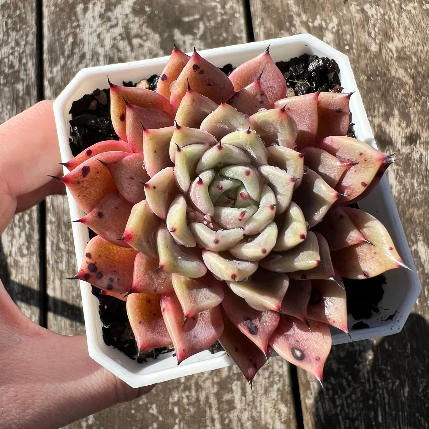 3007 Echeveria 'Thorny Rose'