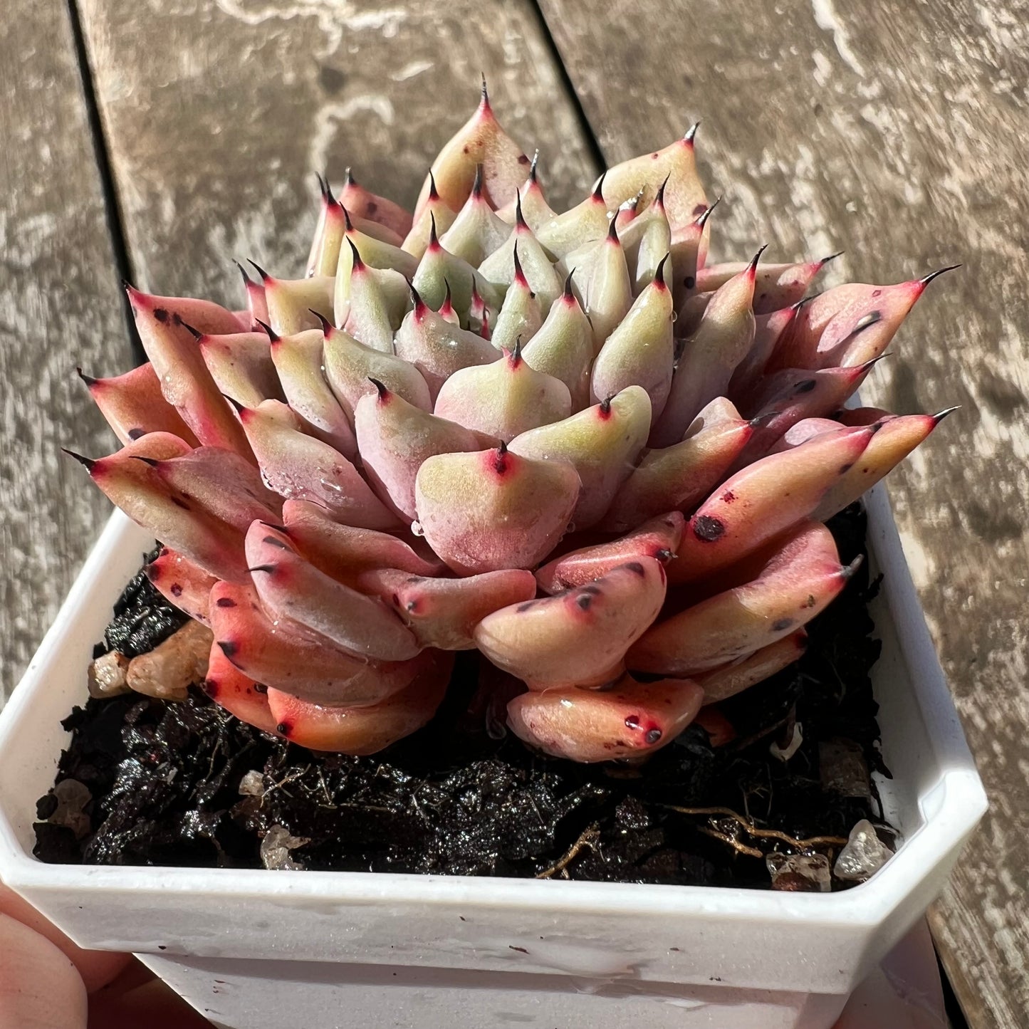 3007 Echeveria 'Thorny Rose'