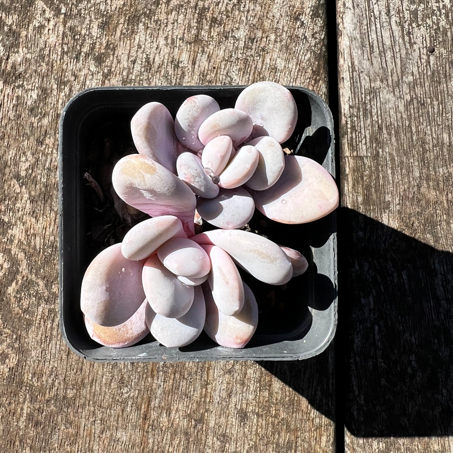 3007 Graptoveria Snow Peach