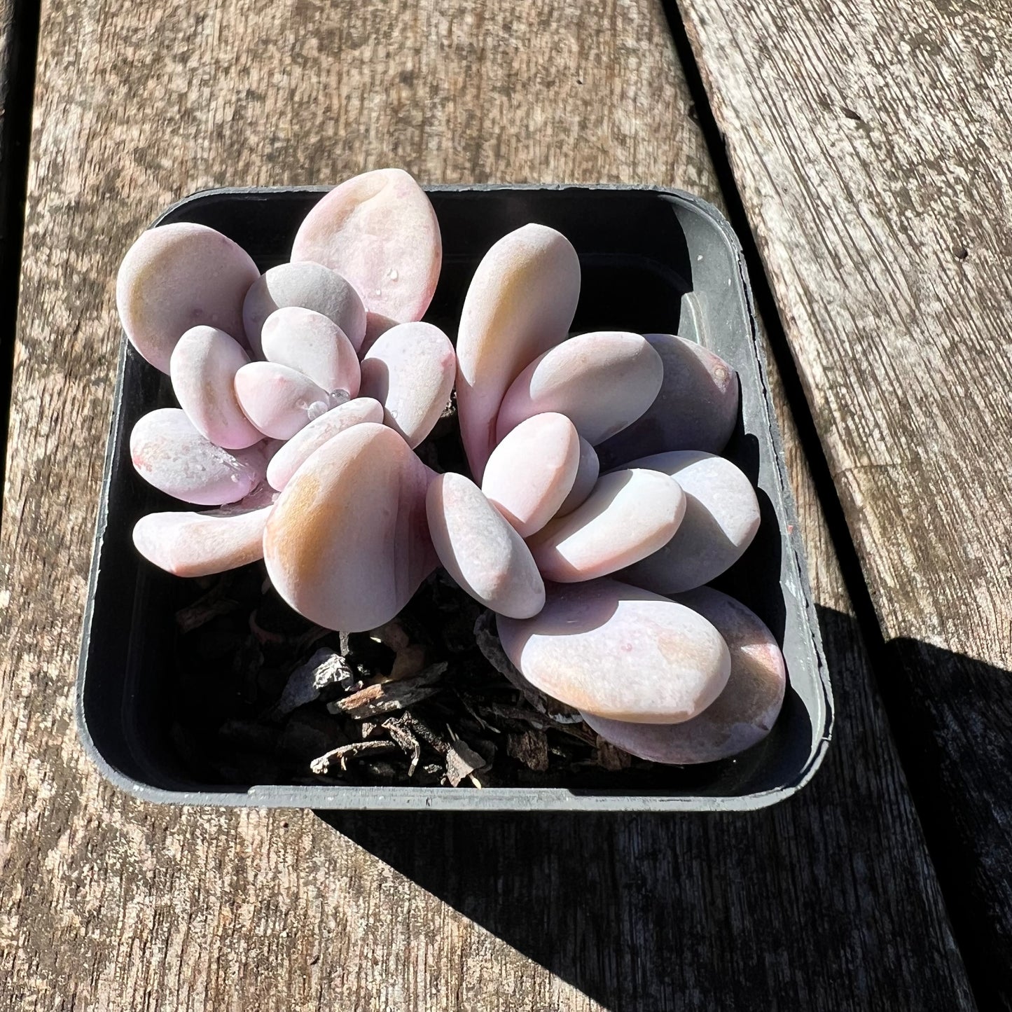 3007 Graptoveria Snow Peach