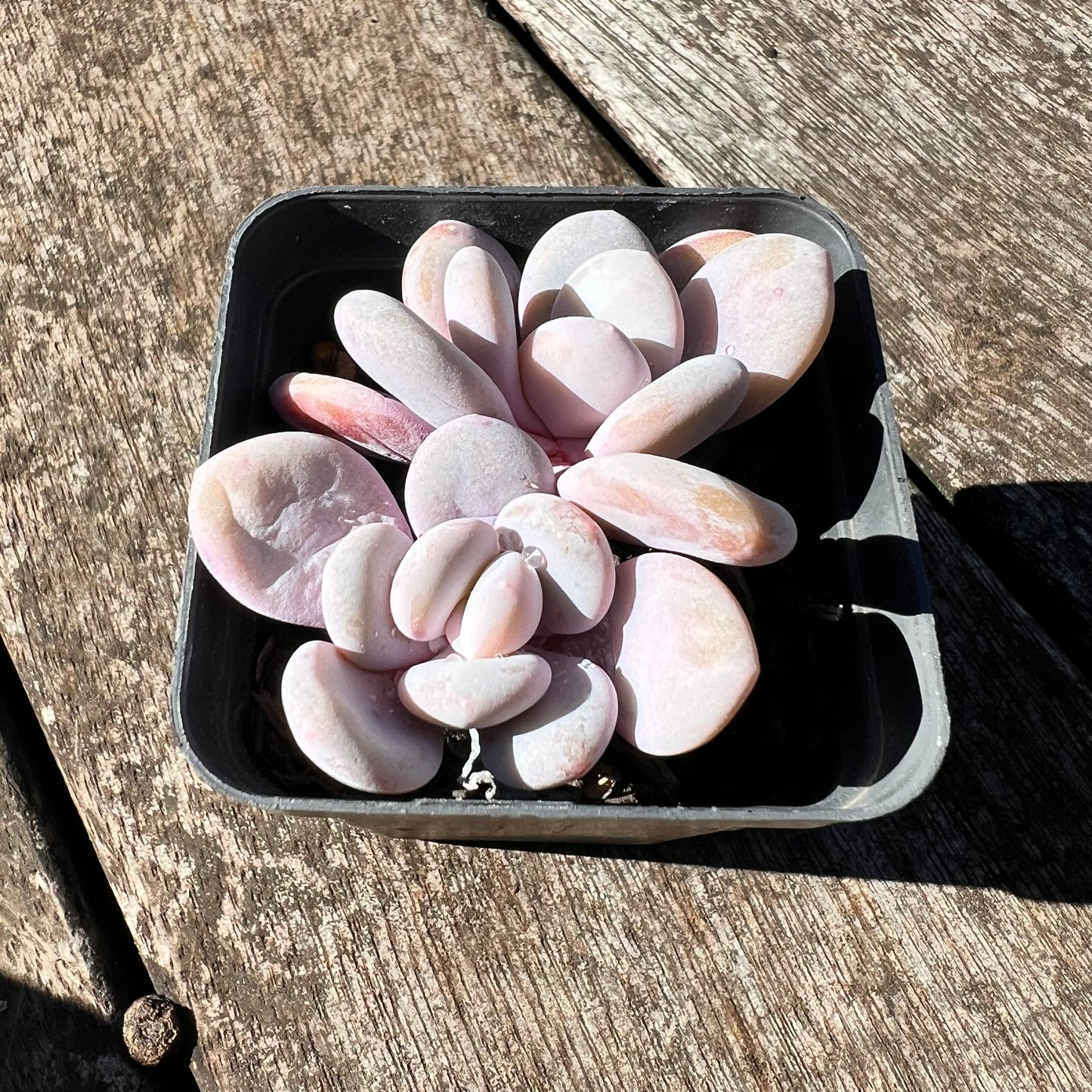 3007 Graptoveria Snow Peach