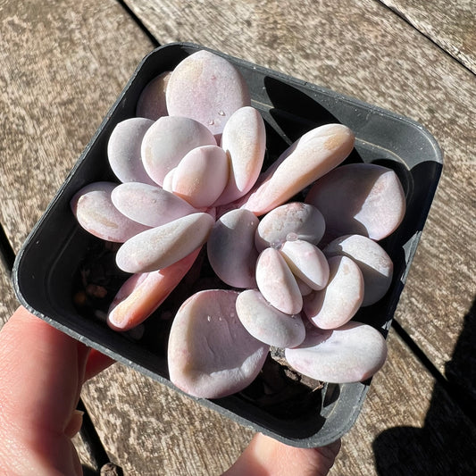 3007 Graptoveria Snow Peach