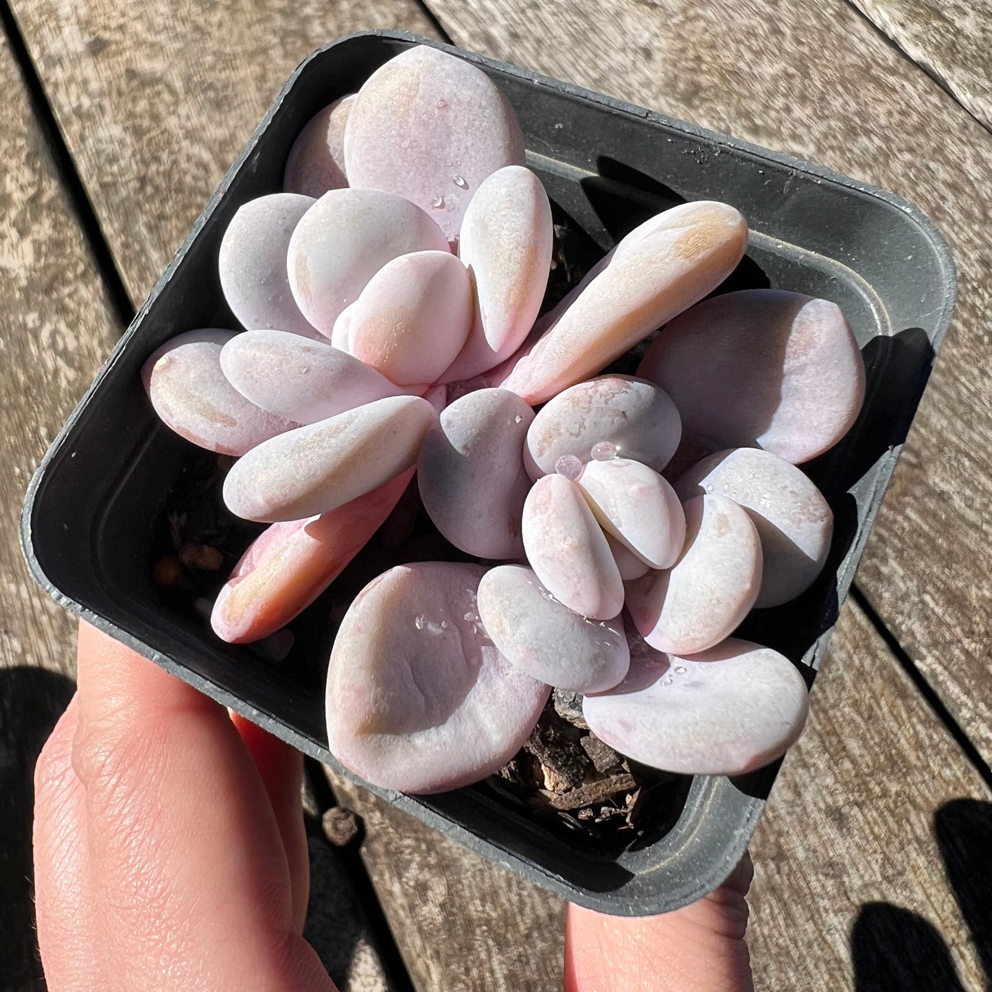 3007 Graptoveria Snow Peach