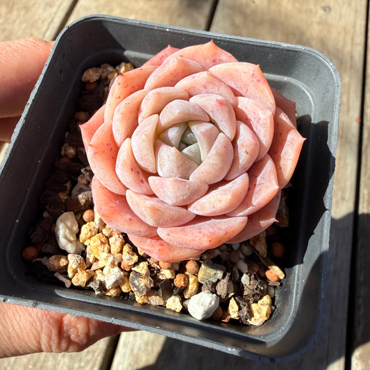 3009 Echeveria Pure Love