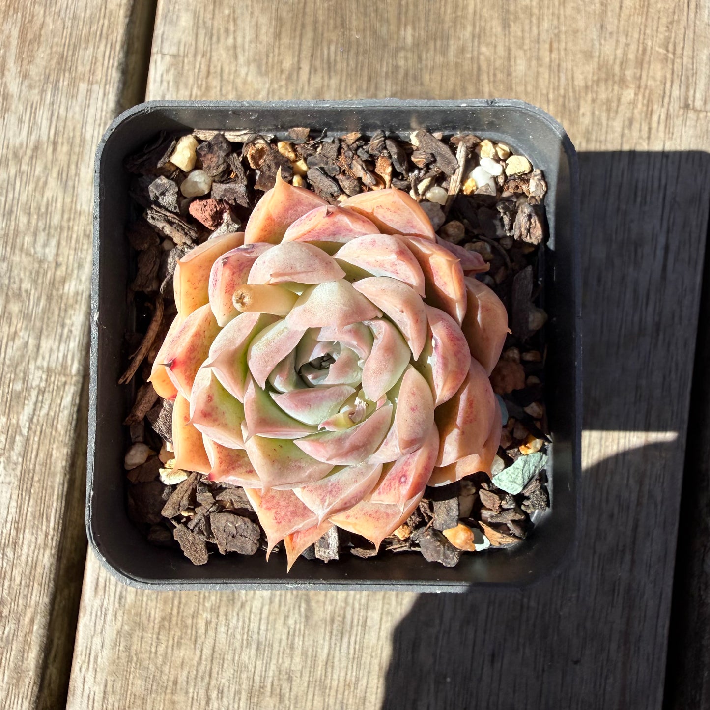 3009 Echeveria Strawberry Roll