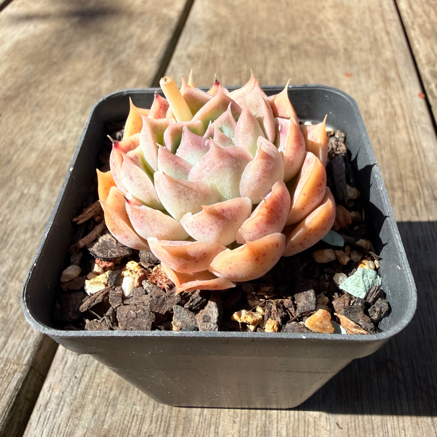 3009 Echeveria Strawberry Roll