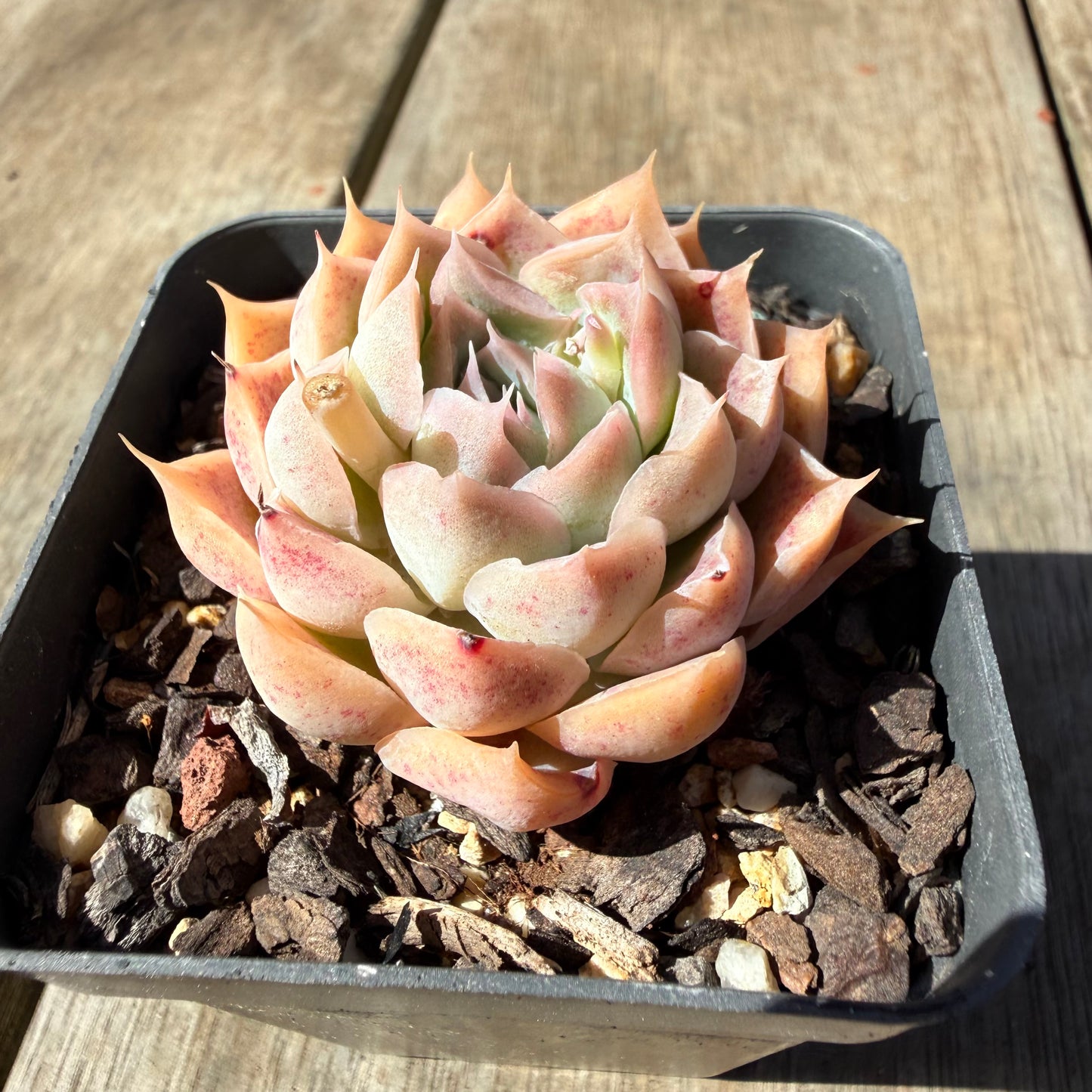 3009 Echeveria Strawberry Roll