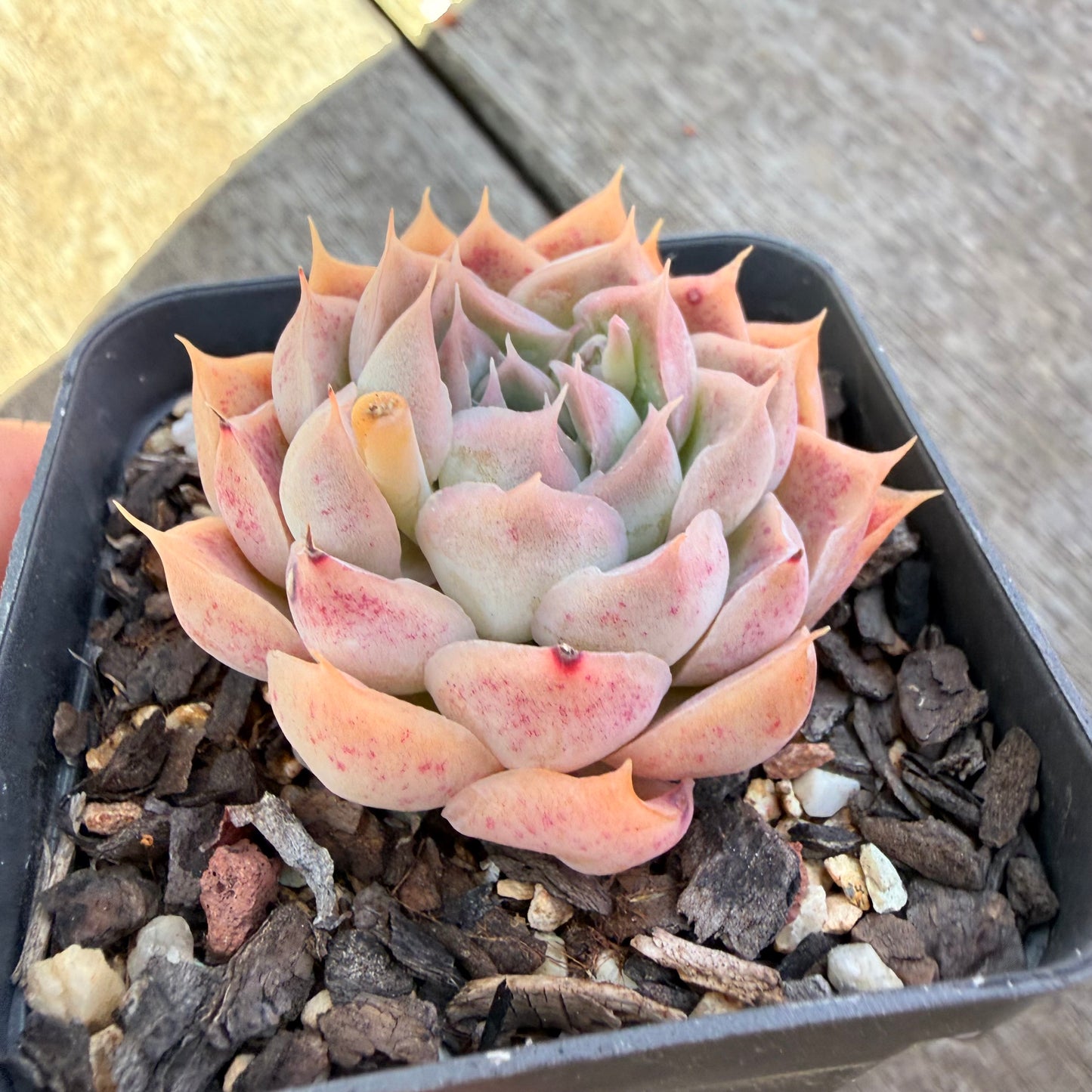 3009 Echeveria Strawberry Roll