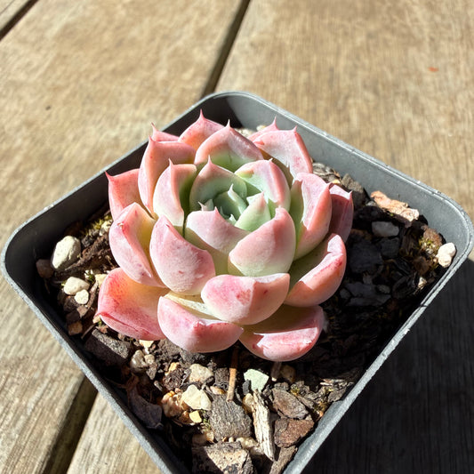 3009 Echeveria 'Strawberry Smoothie'