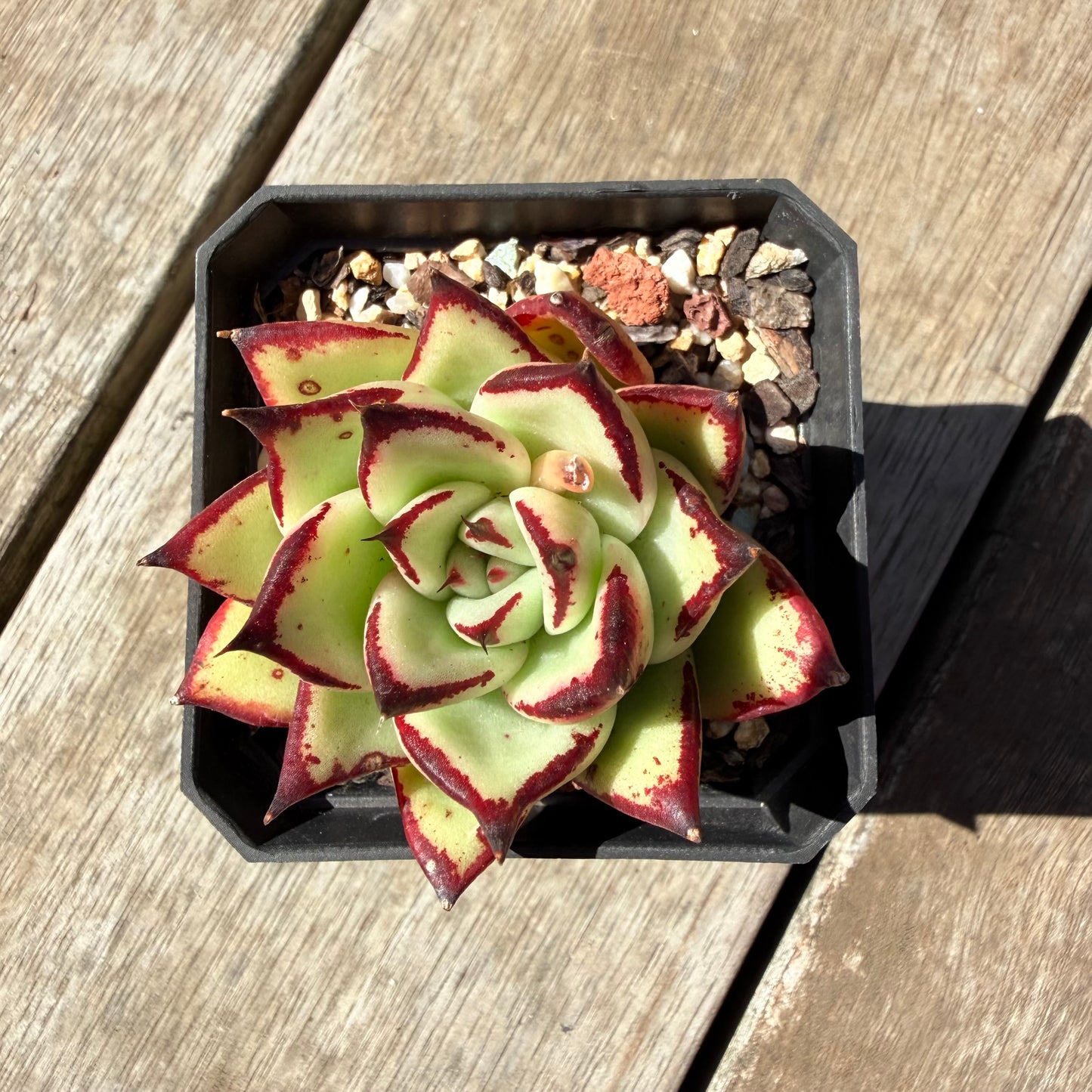 3009 Echeveria Agavoides Ebony