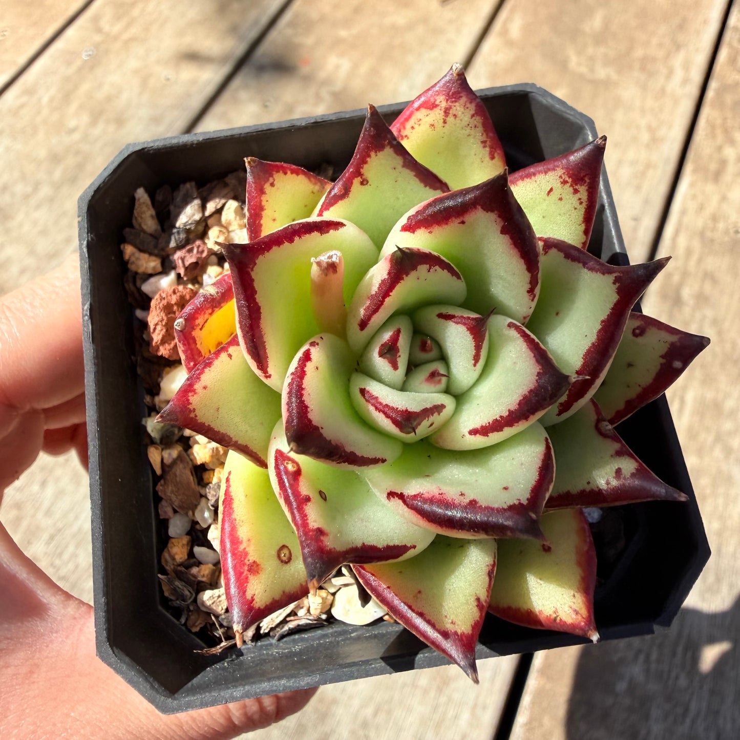 3009 Echeveria Agavoides Ebony
