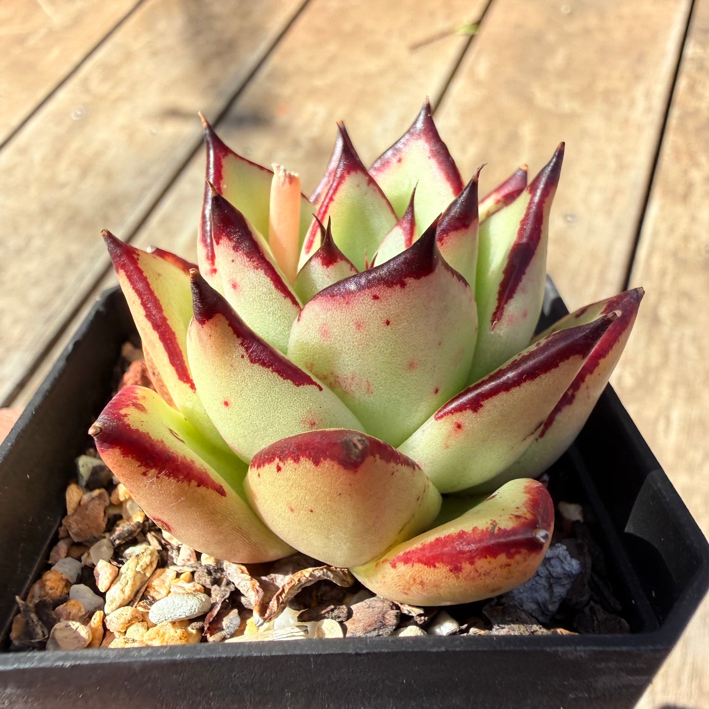3009 Echeveria Agavoides Ebony