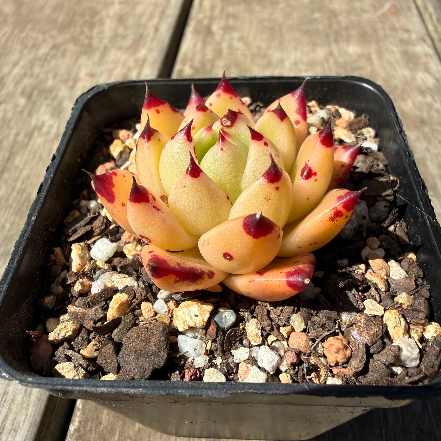 3009 Echeveria Agavoides Ebony 'Phoenix'