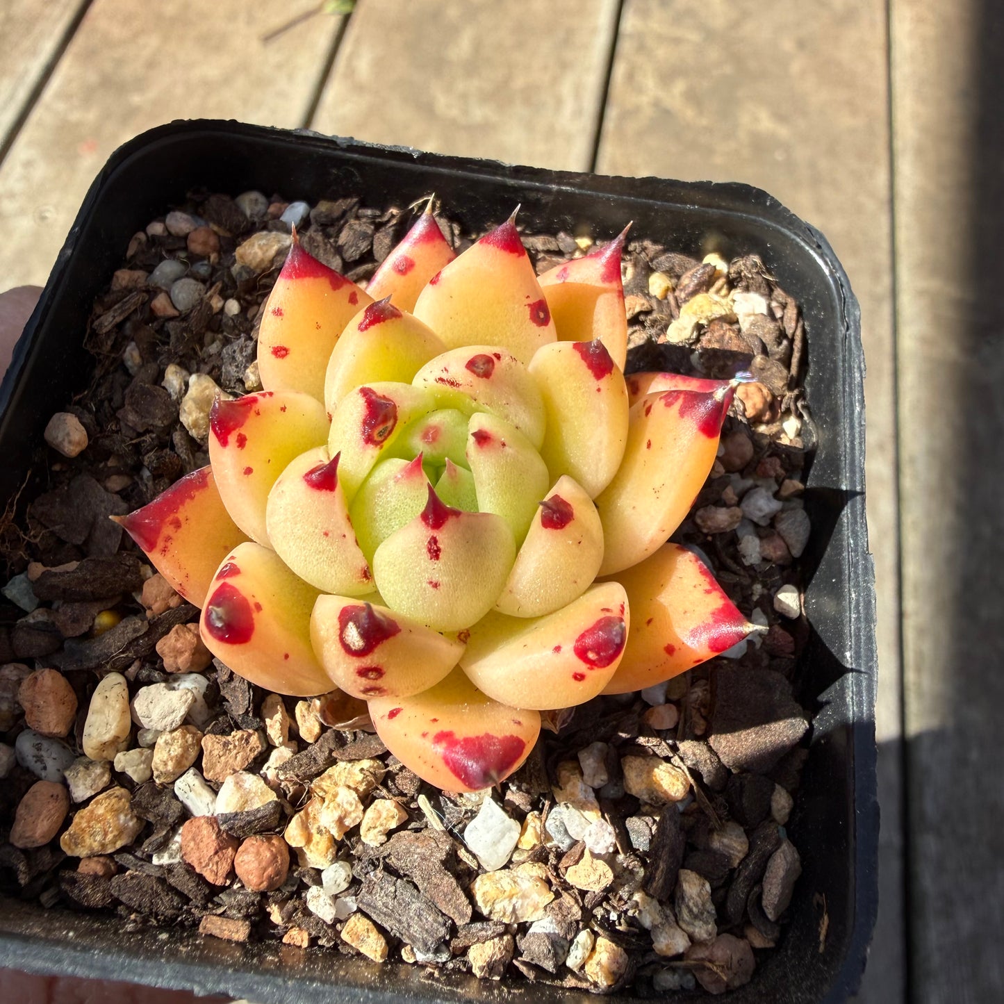 3009 Echeveria Agavoides Ebony 'Phoenix'