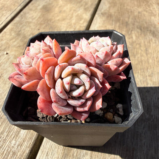 3009 Echeveria Amanda (Multi)