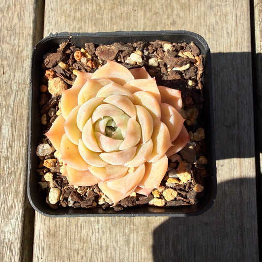 3009 Echeveria Elegans 'Cream Rose'