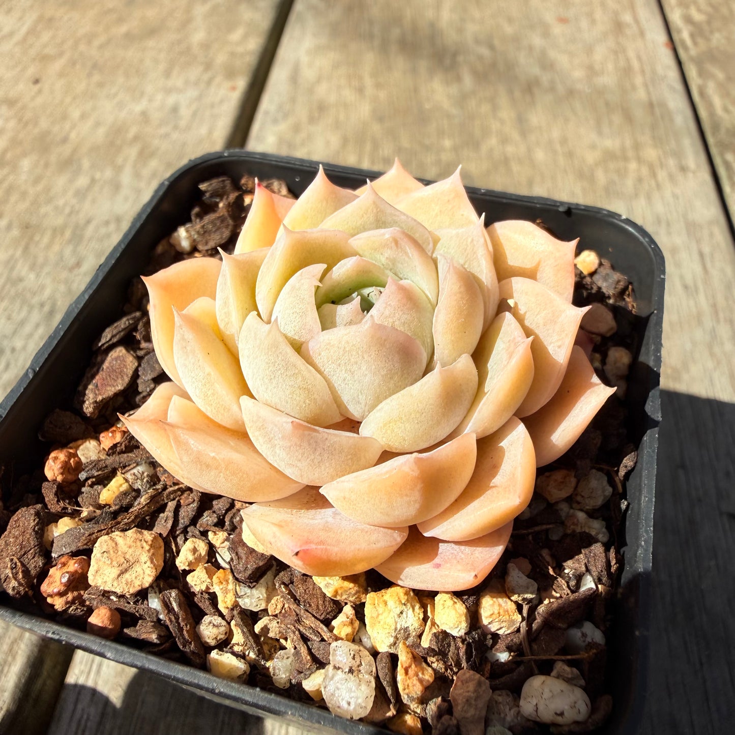 3009 月影 奶油玫瑰