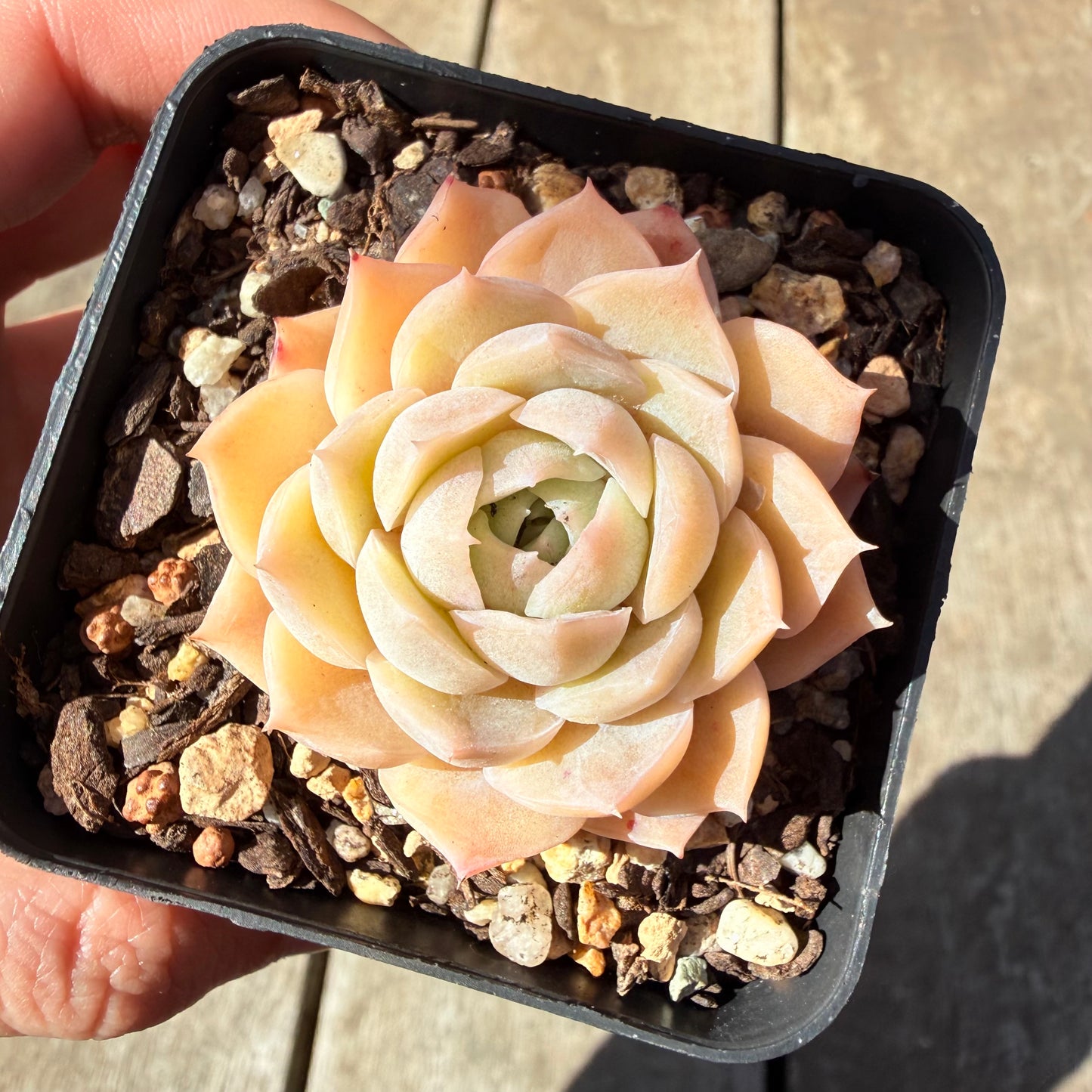 3009 月影 奶油玫瑰