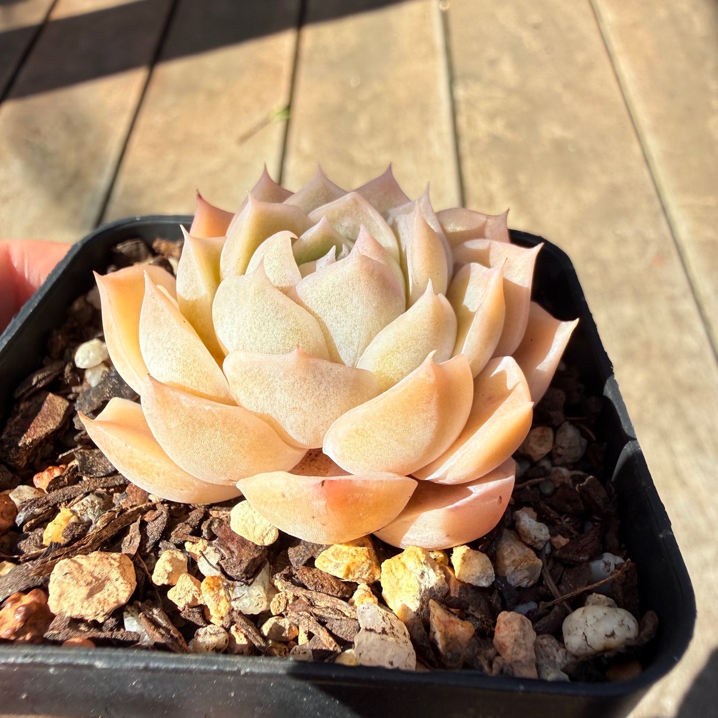 3009 月影 奶油玫瑰