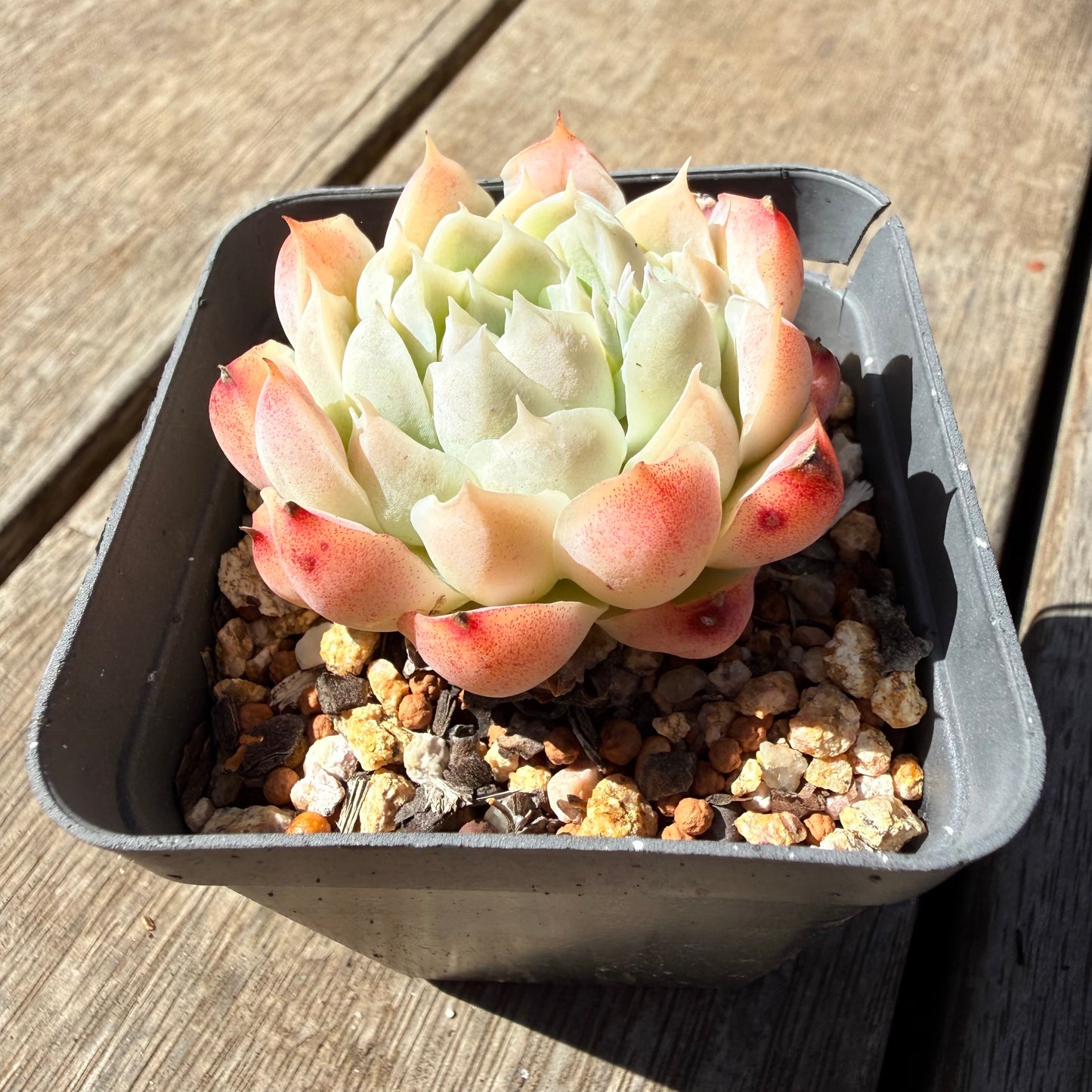 3009 Echeveria Elegans 'Maggie'