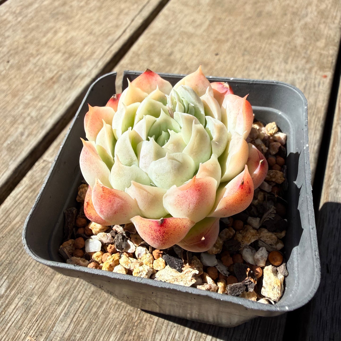 3009 Echeveria Elegans 'Maggie'
