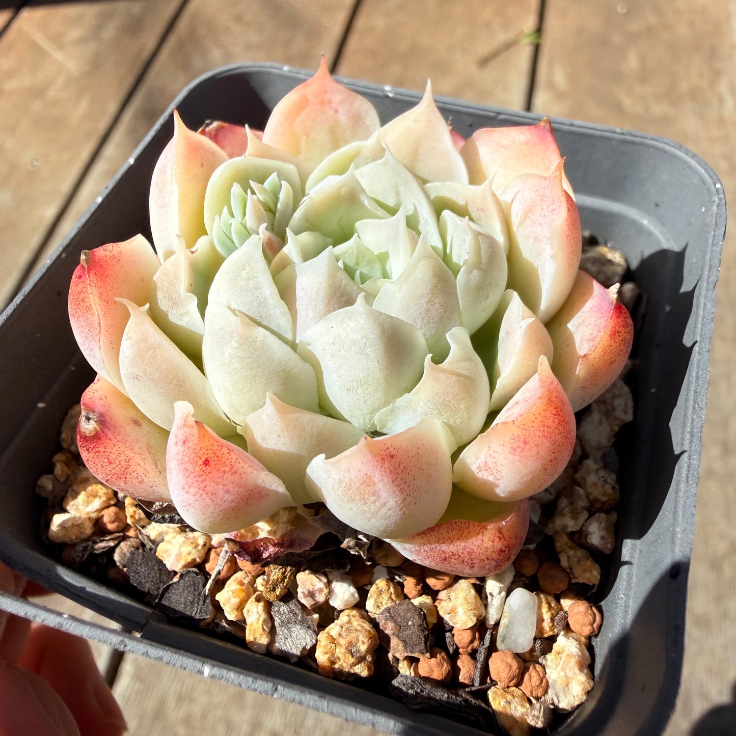 3009 Echeveria Elegans 'Maggie'