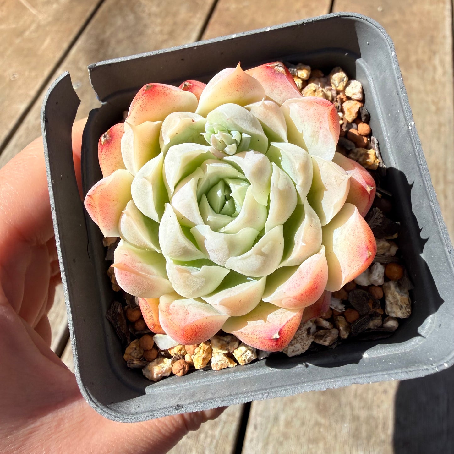 3009 Echeveria Elegans 'Maggie'