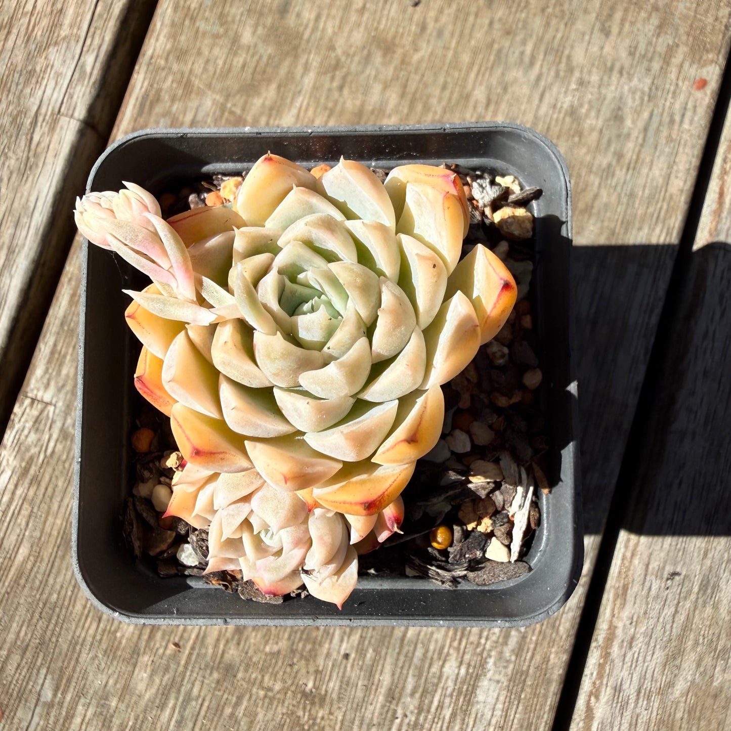 3009 Echeveria Elegans 'Salted Caramel'