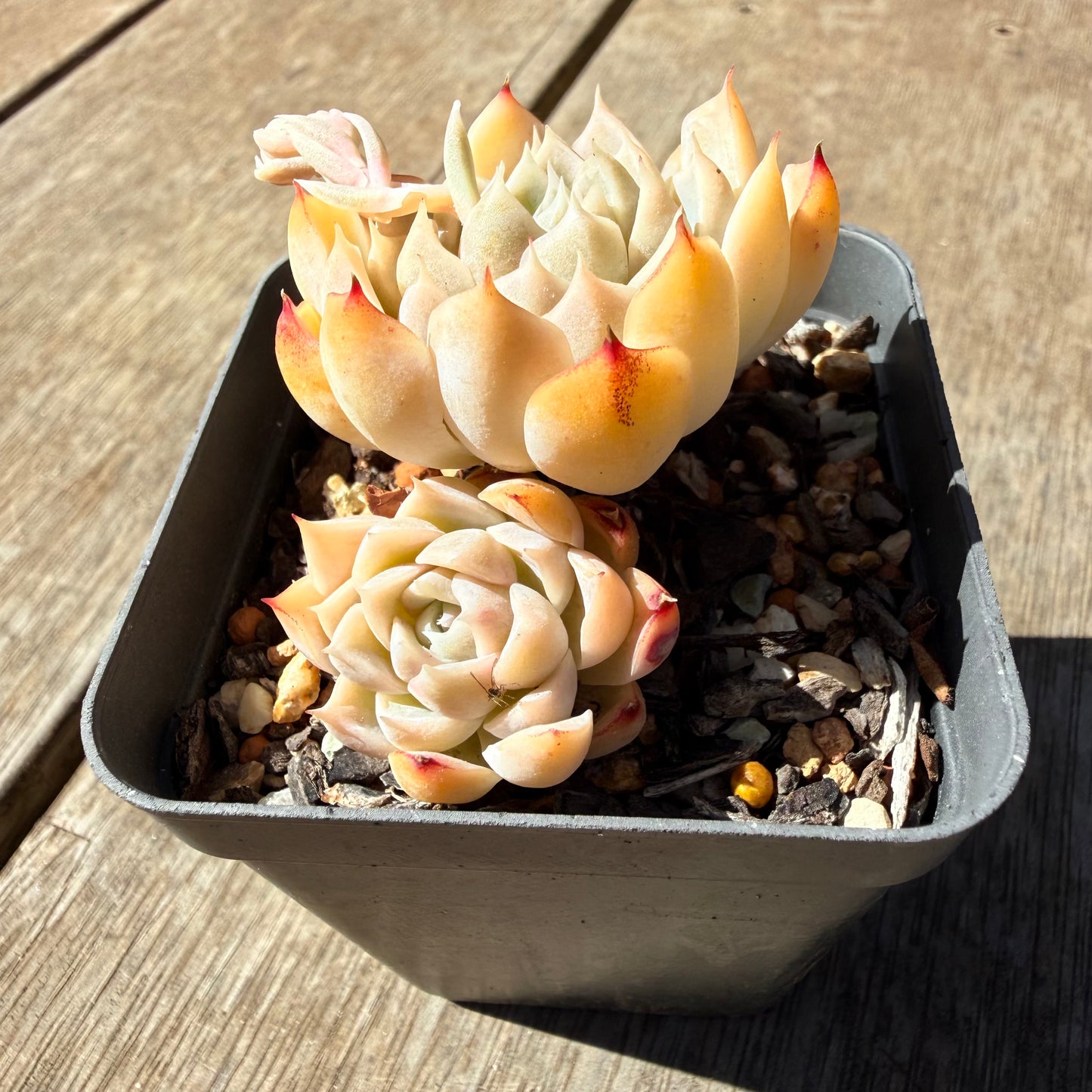 3009 Echeveria Elegans 'Salted Caramel'