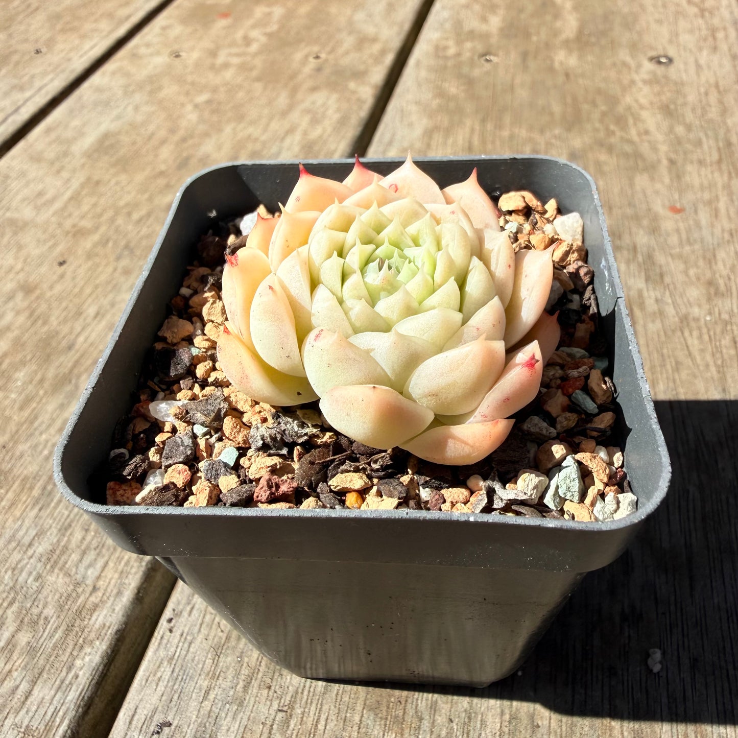 3009 Echeveria Malgan 'Amore Bianco'