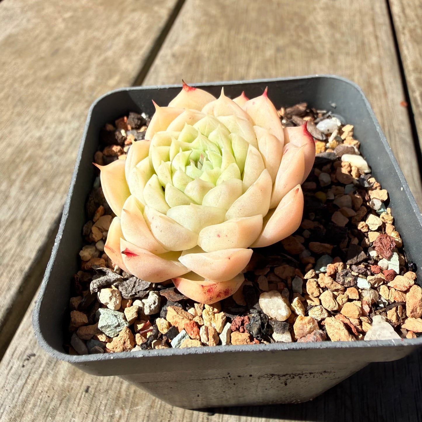 3009 Echeveria Malgan 'Amore Bianco'